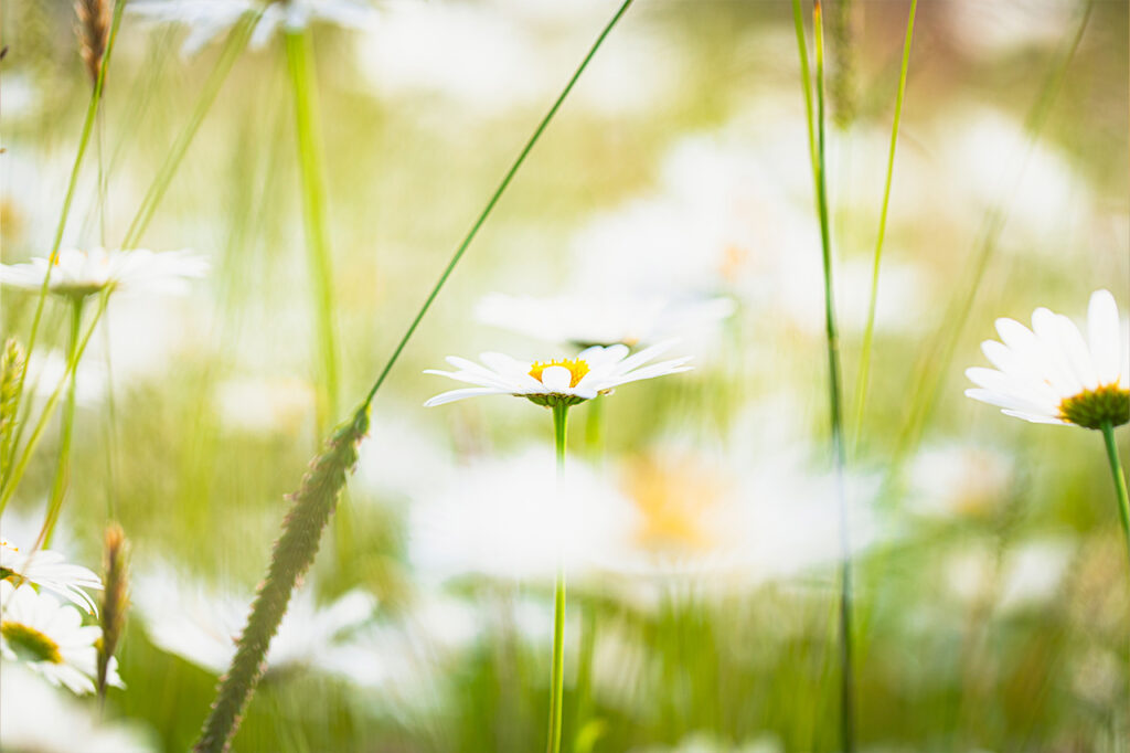 Flowers in field