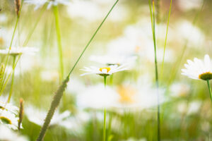 Flowers in field